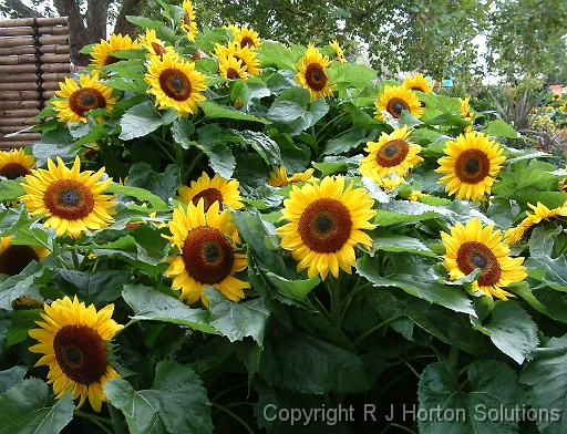 Sunflowers group_2